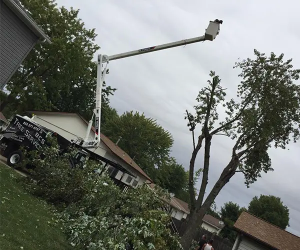 tree prunning belleville il