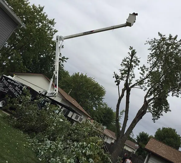 tree trimming professionals glen carbon il