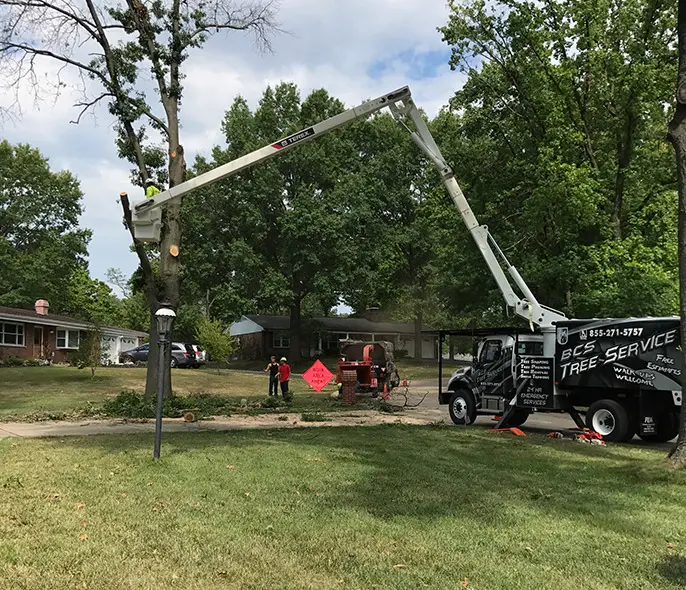 local-tree-trimmers-collinsville-il-1.we