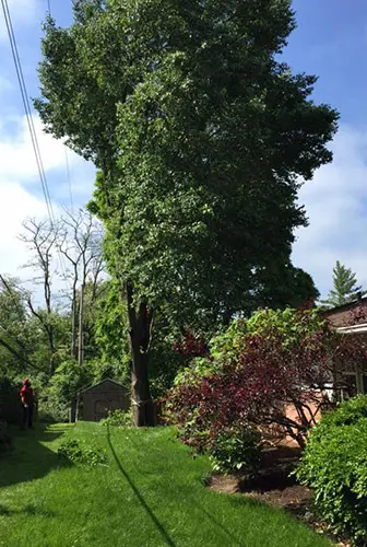 complete tree care glen carbon illinois