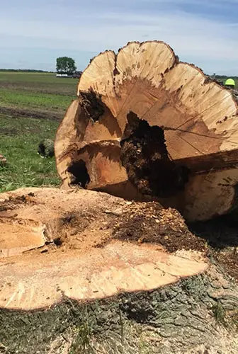 stump grinding services glen carbon il