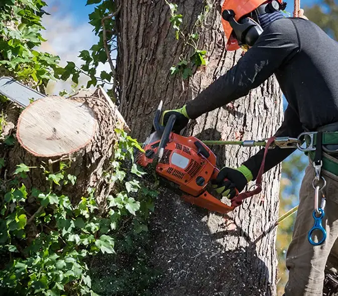 tree care faqs glen carbon illinois