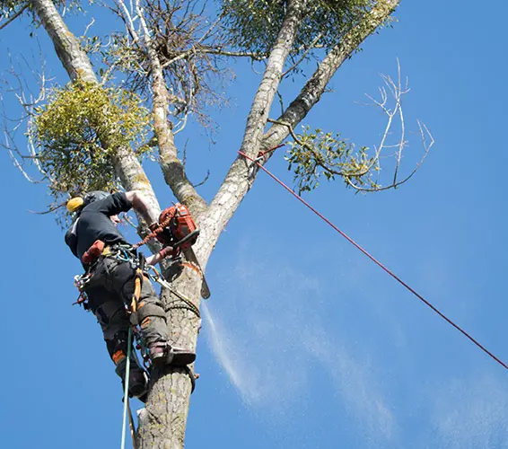 tree service cost glen carbon il