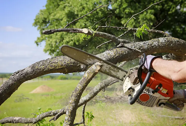 arborist glen carbon illinois