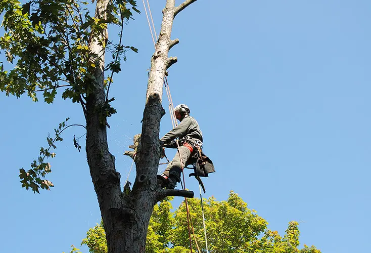 tree topping glen carbon il