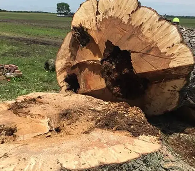 tree removal glen carbon illinois