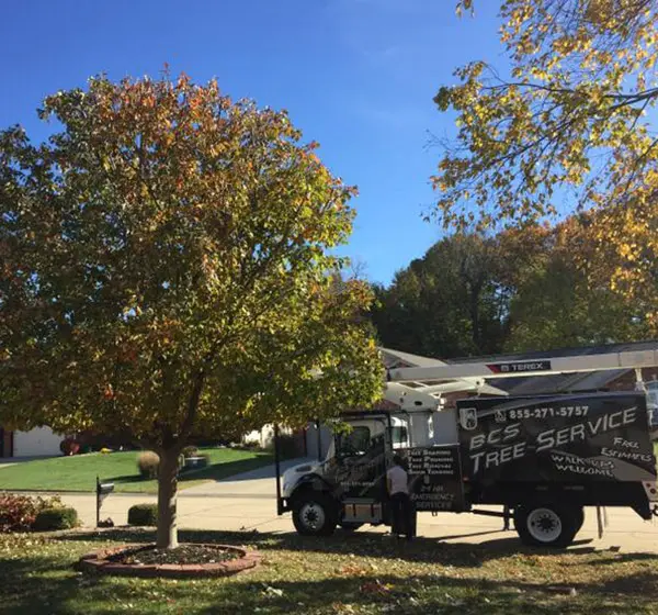 complete tree care glen carbon illinois