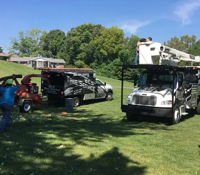 expert tree service work glen carbon il