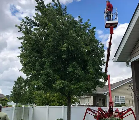 tree topping glen carbon illinois