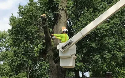 residential tree removal work in glen carbon illinois