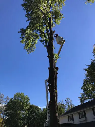 tree trimming service near glen carbon il