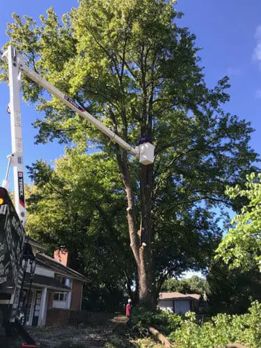 commercial tree shaping work in glen carbon illinois