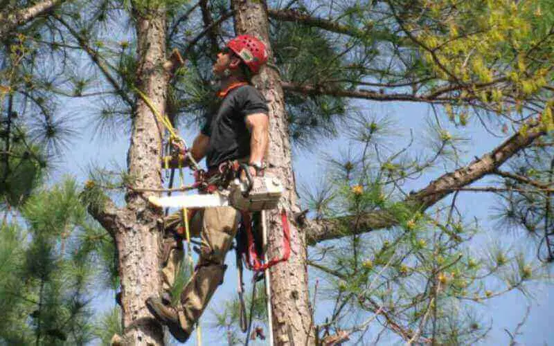 complete tree care service glen carbon il