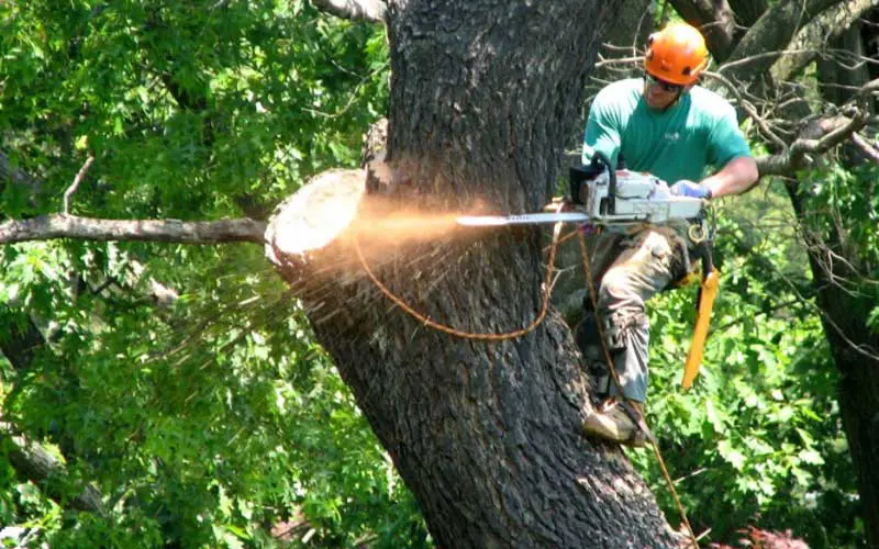 residential tree shaping work glen carbon illinois