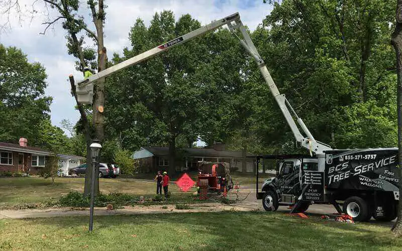 stump removal service in glen carbon il