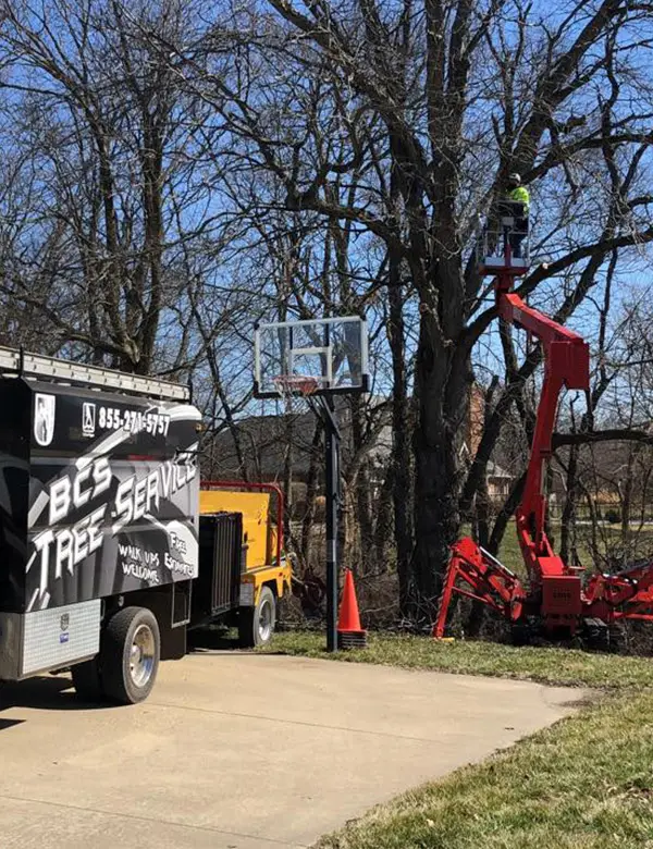 tree trimming st jacob il