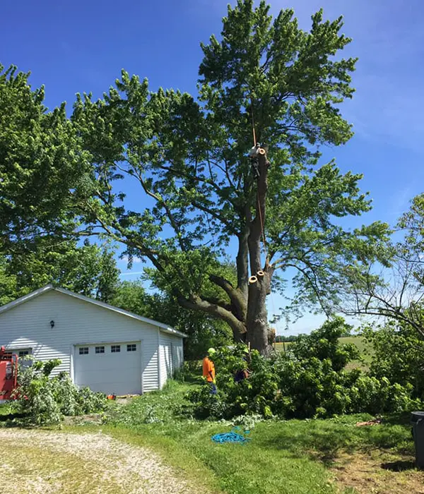 tree shaping and topping marine il