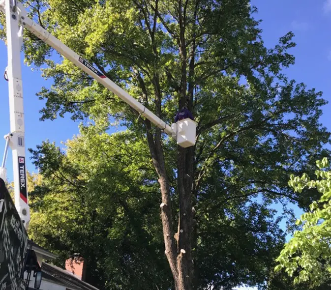 Emergency Tree Removal Service