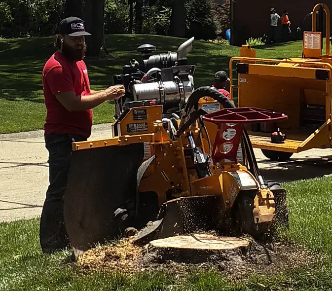 Stump Removal in Progress