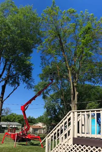 Tree Care & Arborist Services