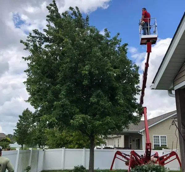 Tree Care Services