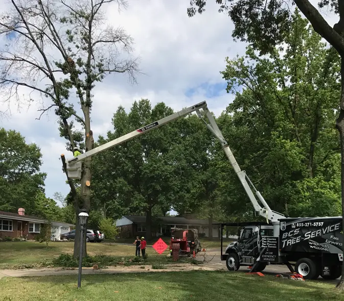 Tree Removal Service
