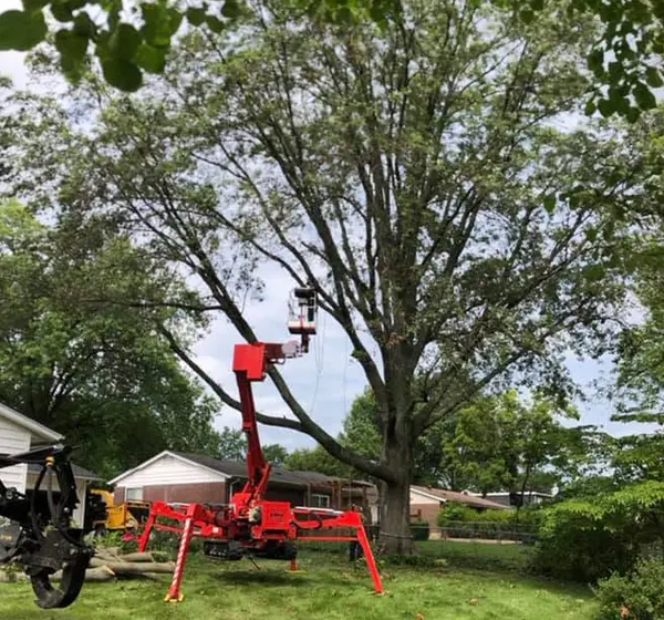 Tree Risk Assessment