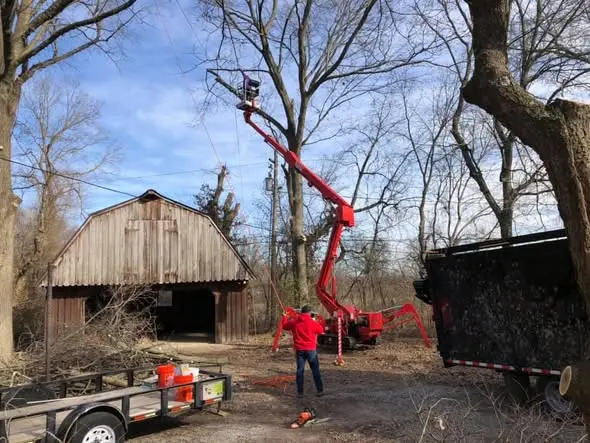 Family-owned tree service safely removing a hazardous tree near a home.
