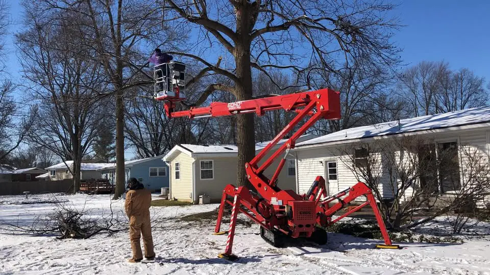 Professional tree removal services provided by BCS Tree Service in Belleville, Illinois.