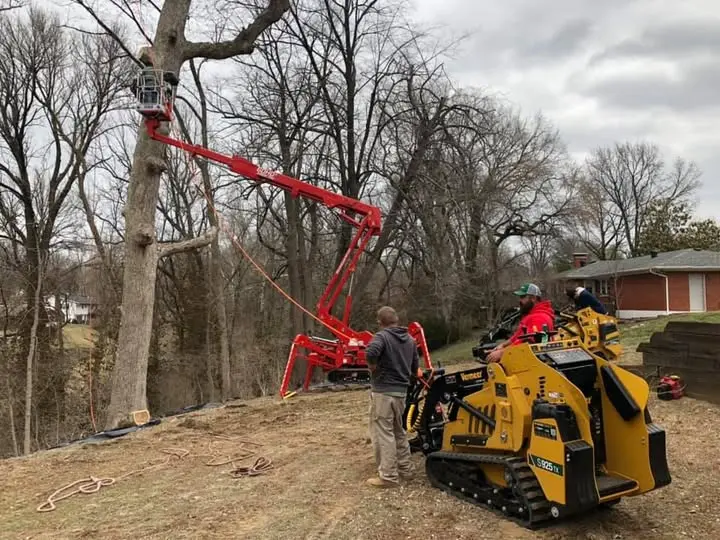 ISA Certified Arborist evaluating a mature tree on a residential property in Collinsville, IL.