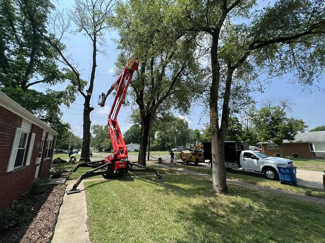 Tree pruning services helping promote healthy growth and stronger branches.