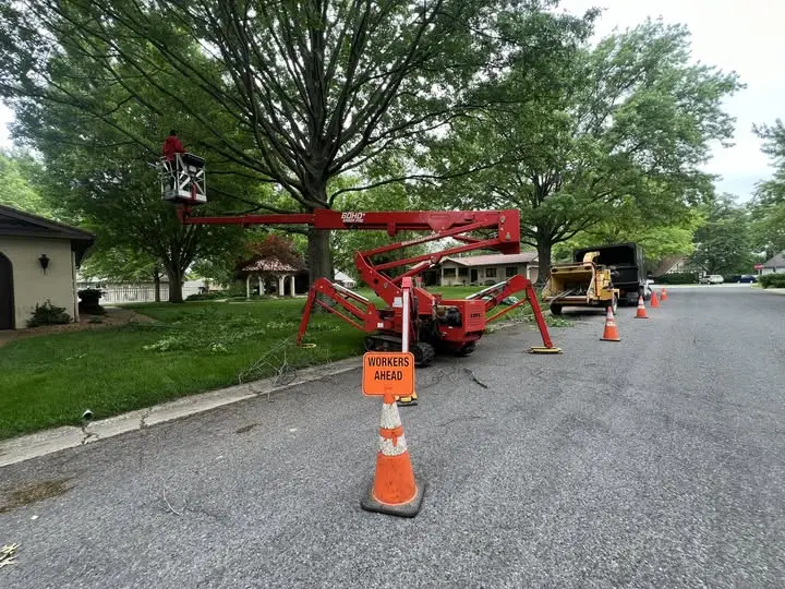 Large tree safely removed from a residential backyard in Highland, IL.