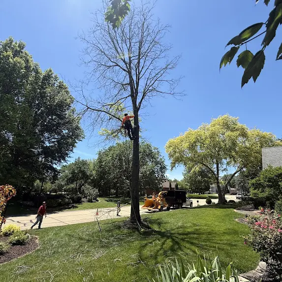 Professional stump grinding service leaving a smooth, clean yard.