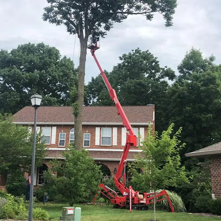 Certified arborist inspecting trees for disease and structural concerns.