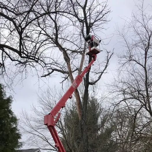 O'Fallon IL Tall Tree Trimming
