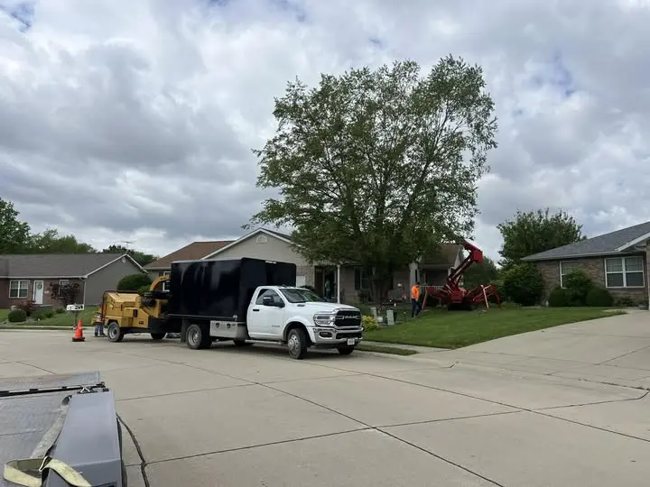 Experienced tree crew performing precision tree removal with modern equipment.