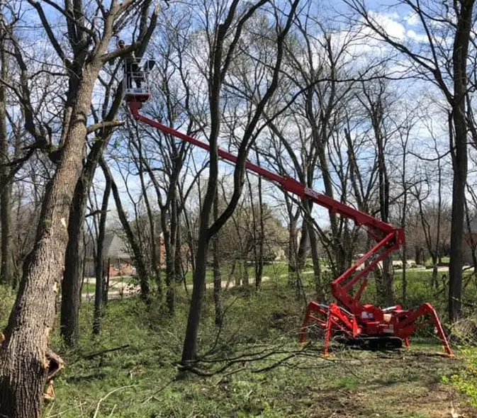 BCS Tree Service using a spider lift to trim tall trees on a wooded Metro East property.